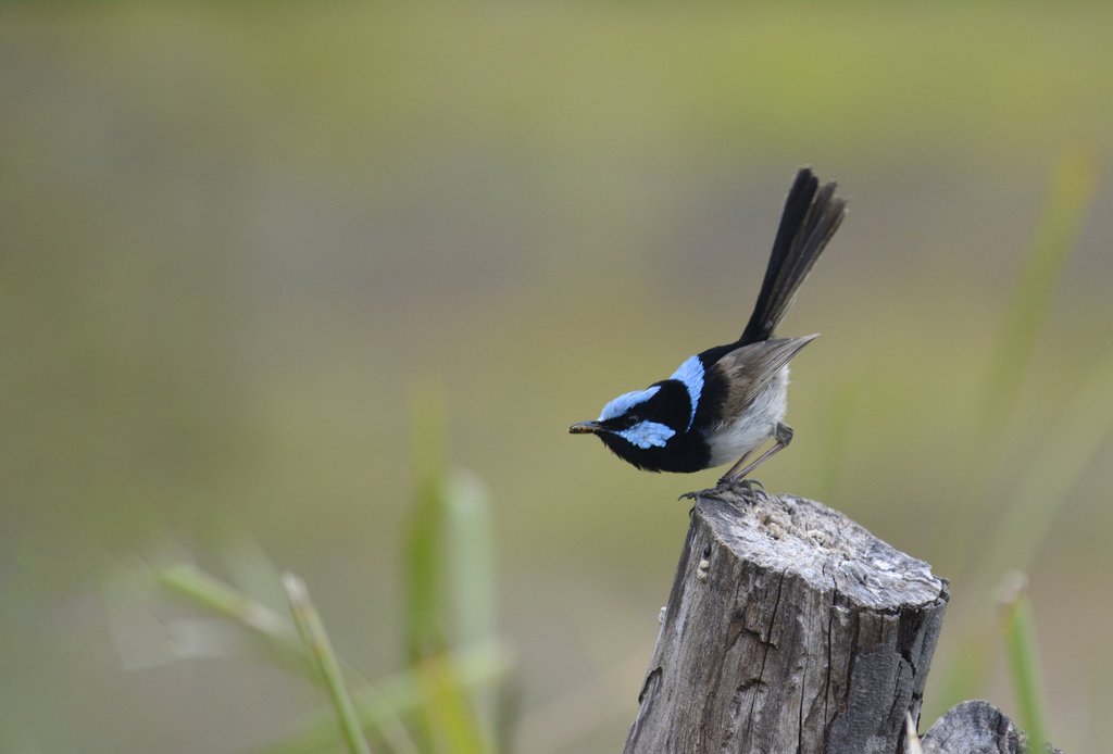 Superb Fairywren