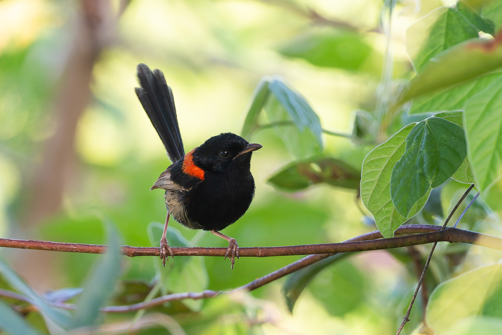 Red-backed Fairywren