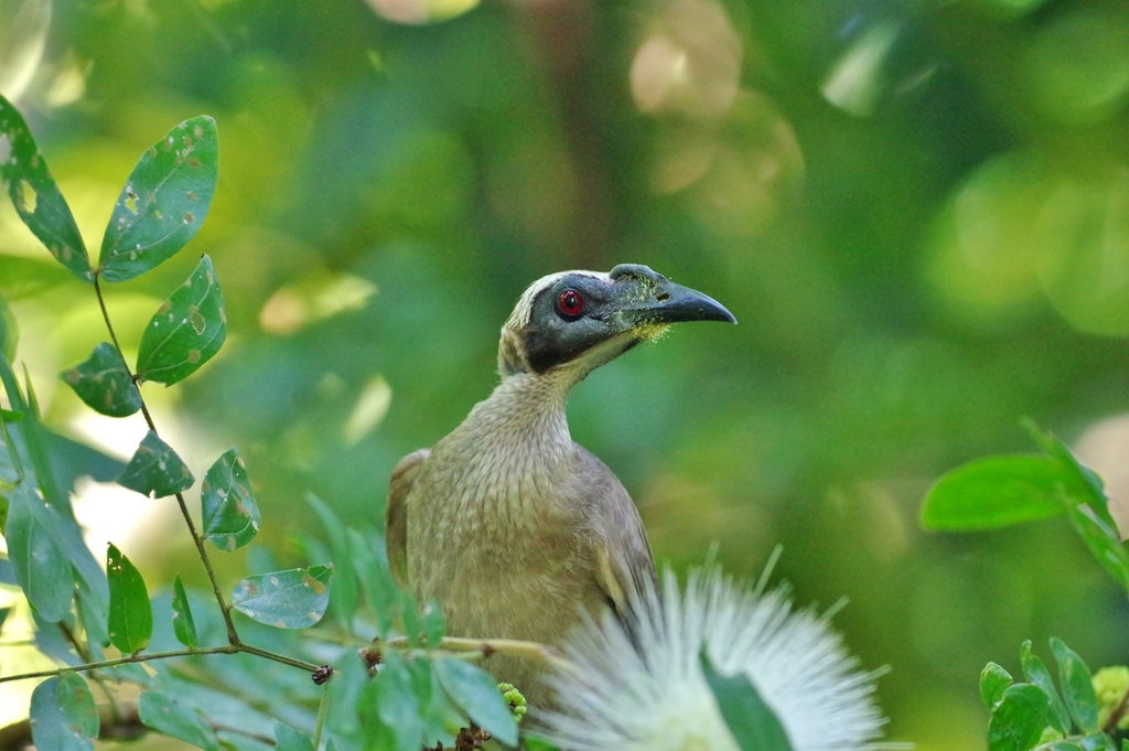 Helmeted Friarbird