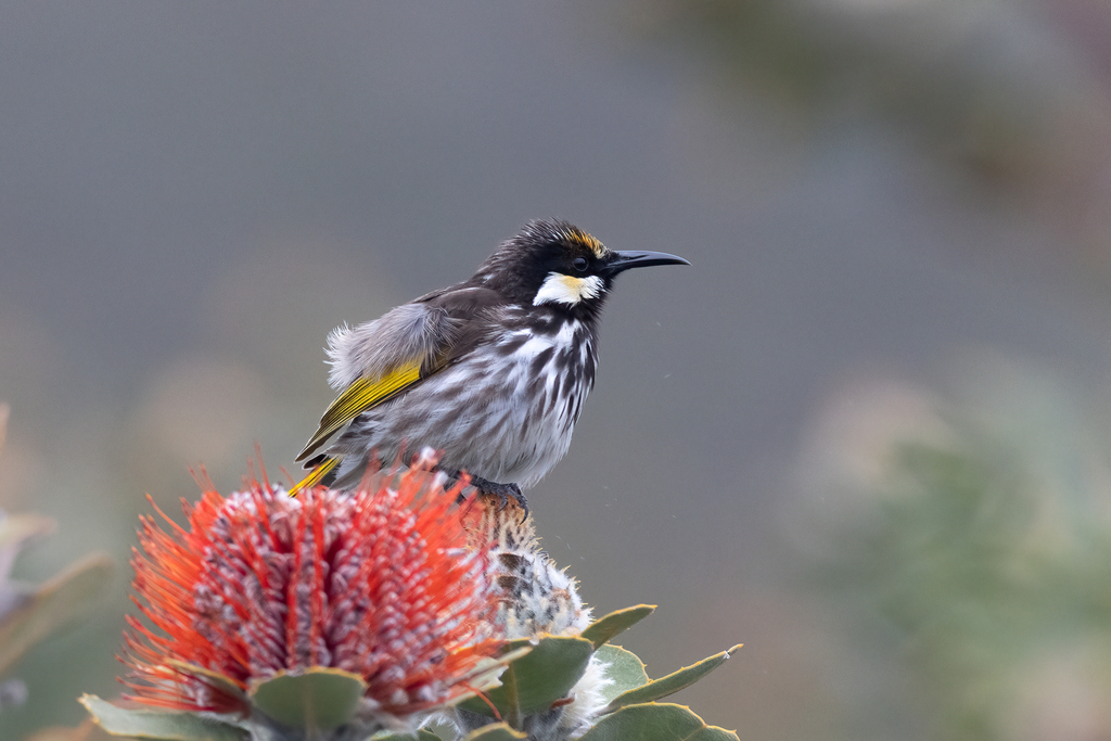 White-cheeked Honeyeater
