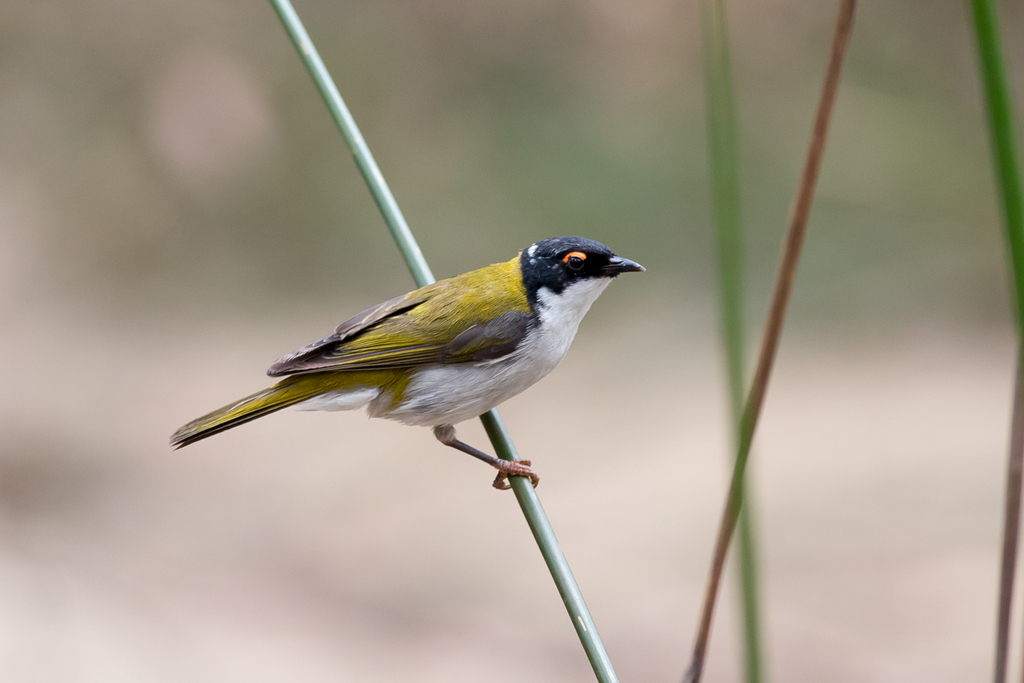 White-naped Honeyeater