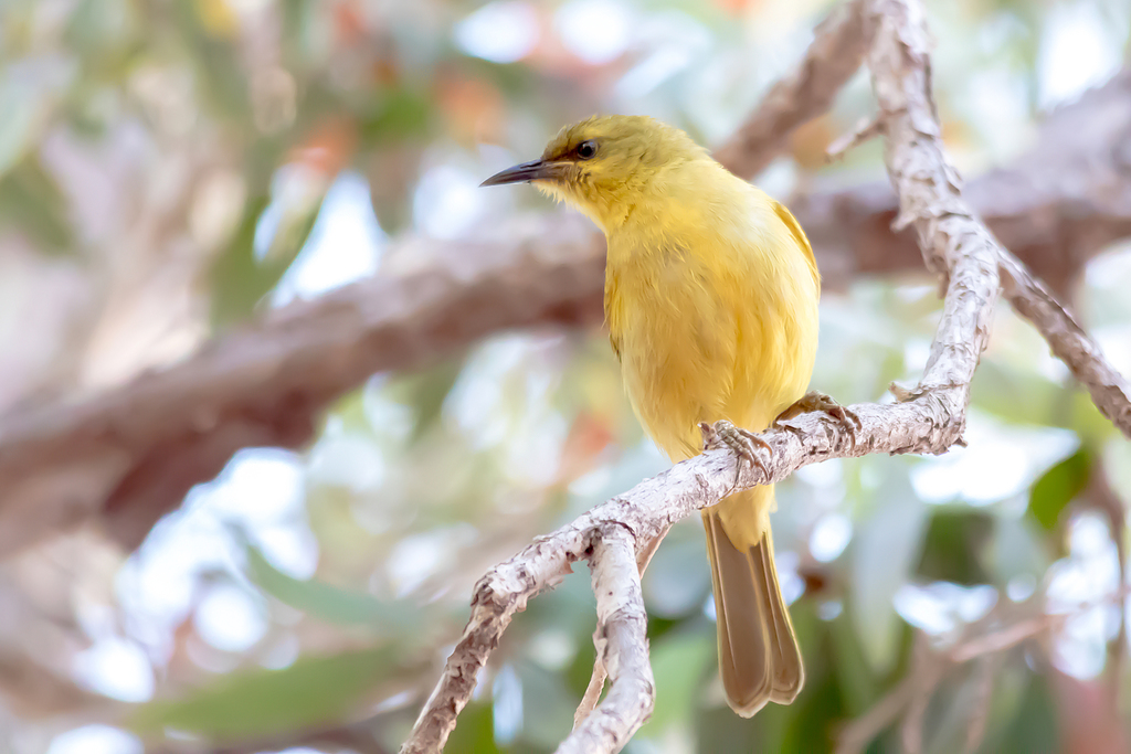 Yellow Honeyeater