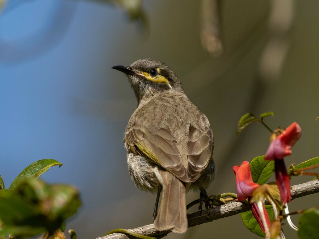 Yellow-faced Honeyeater