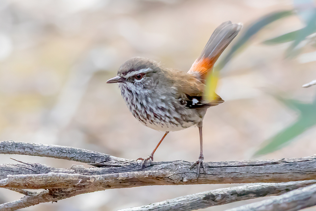 Shy Heathwren
