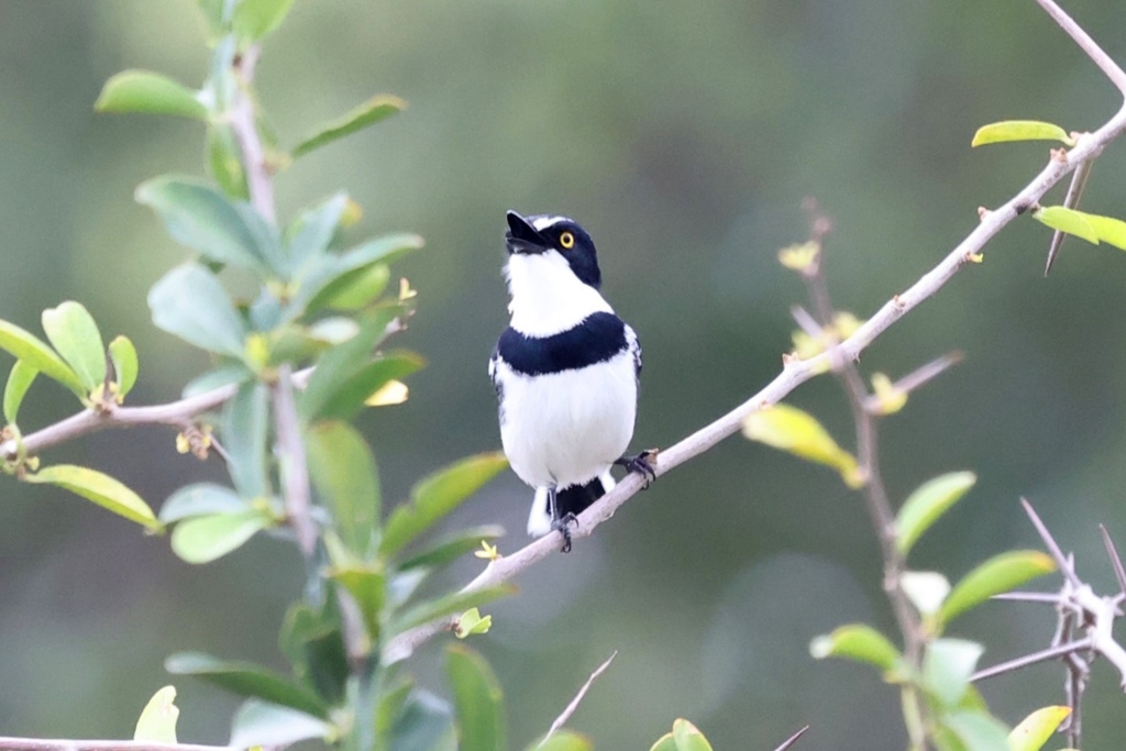 Grey-headed Batis