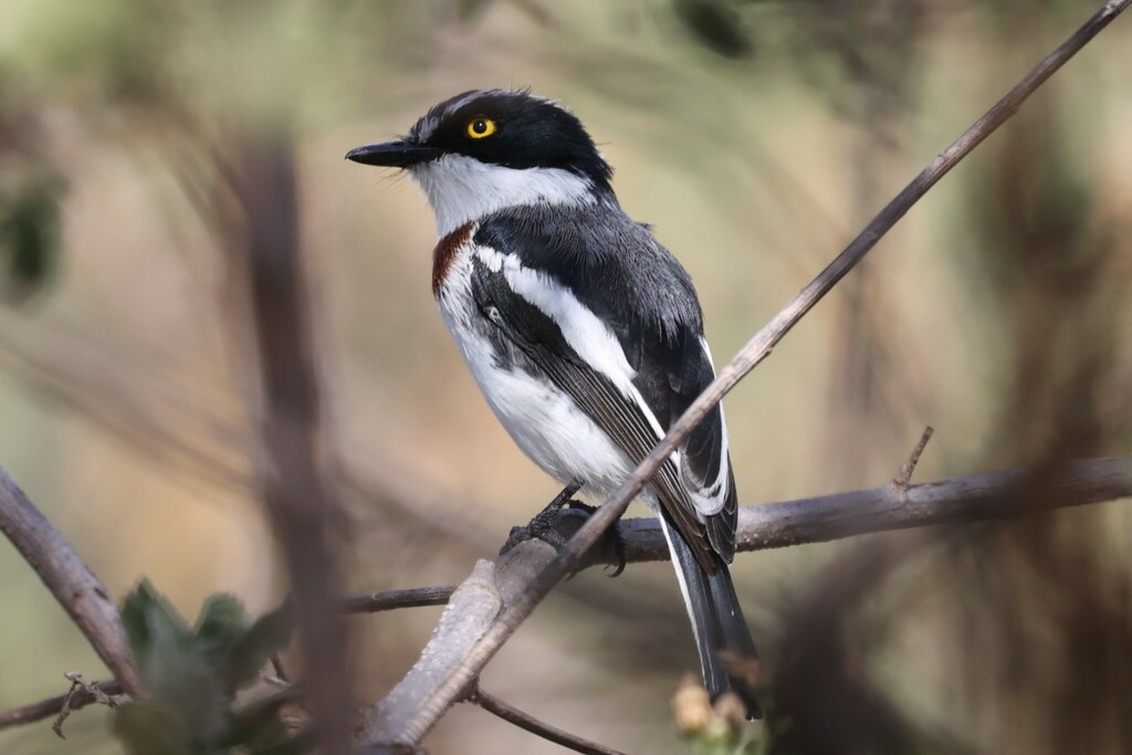 Western Black-headed Batis