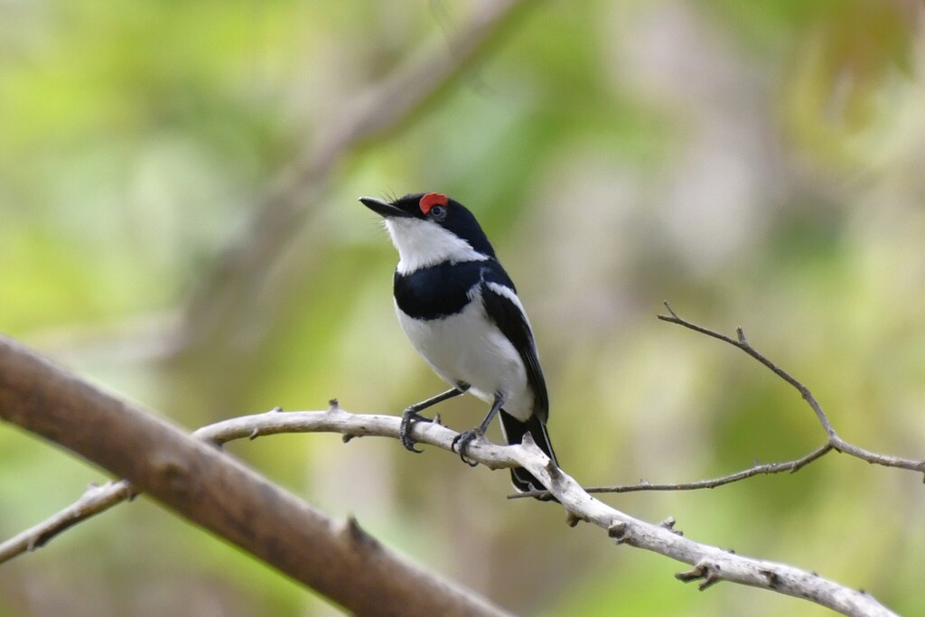 Brown-throated Wattle-eye