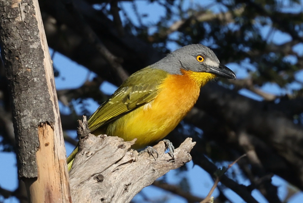 Grey-headed Bushshrike