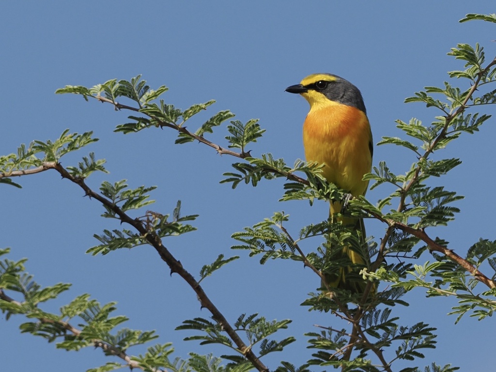 Orange-breasted Bushshrike