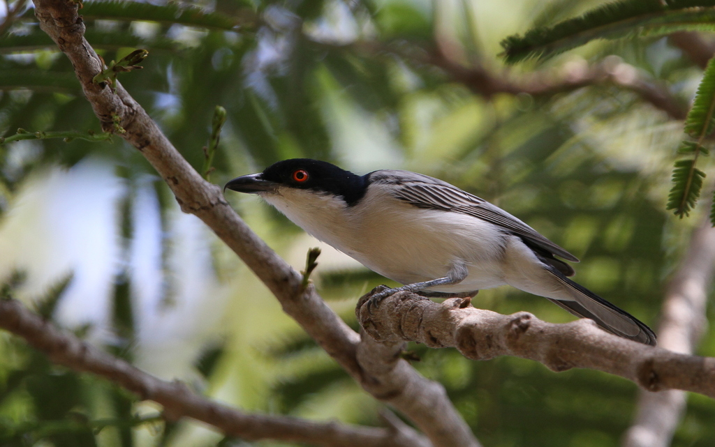 Northern Puffback