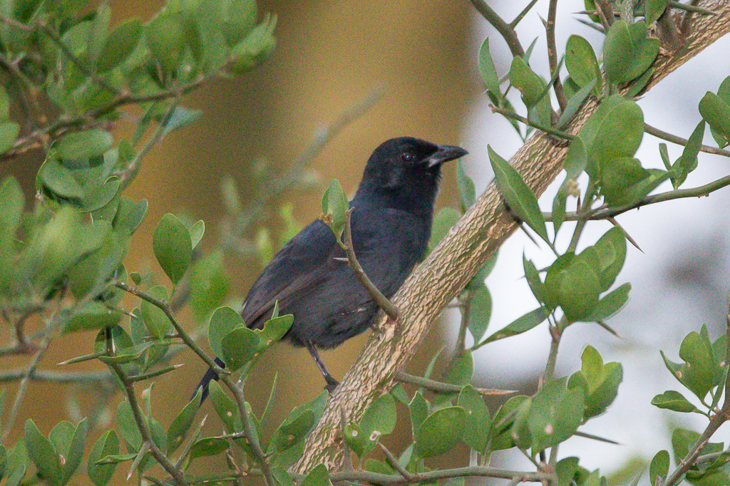 Slate-colored Boubou
