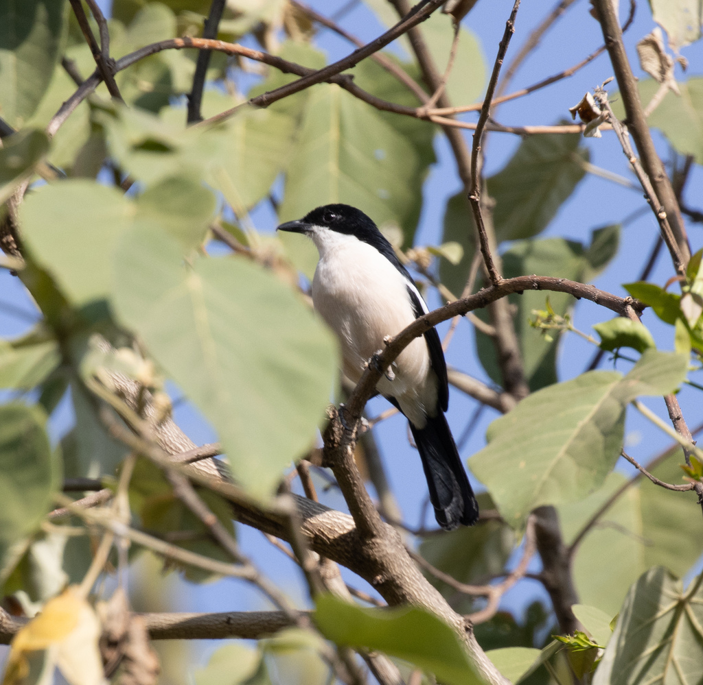 Ethiopian Boubou