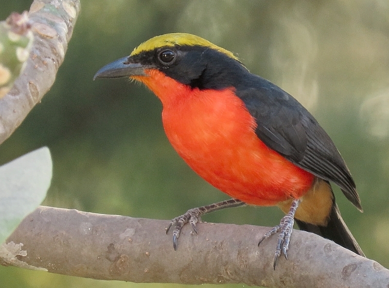 Yellow-crowned Gonolek