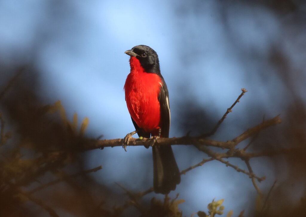 Crimson-breasted Shrike