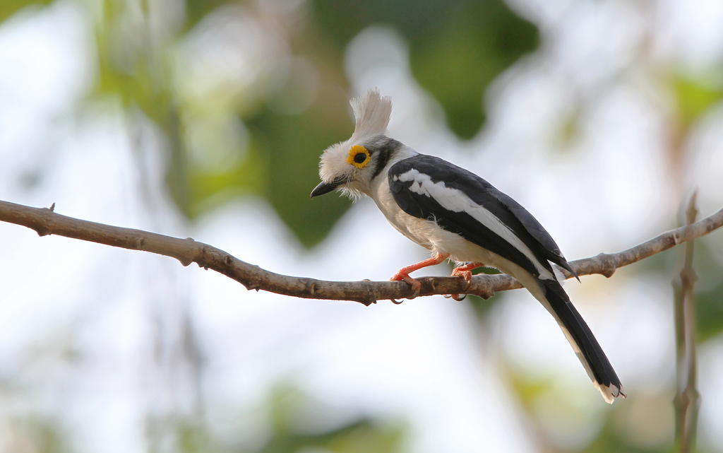 White-crested Helmetshrike