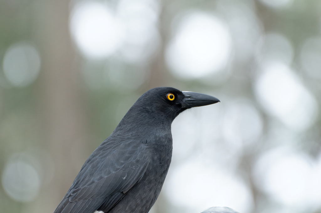 Pied Currawong