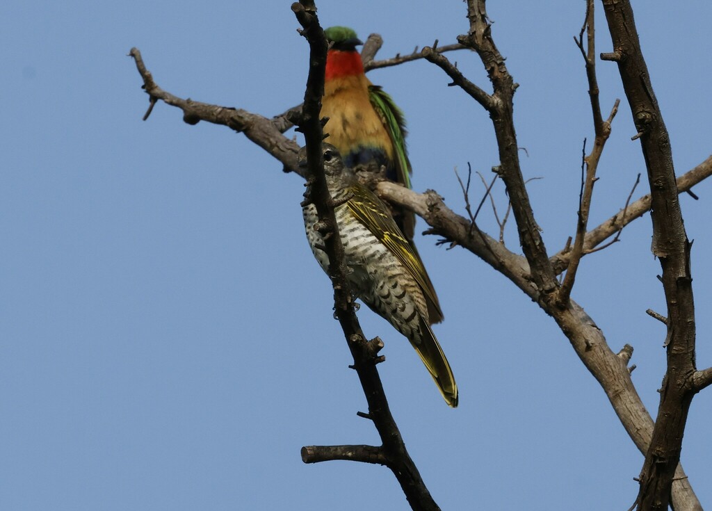 Red-shouldered Cuckooshrike