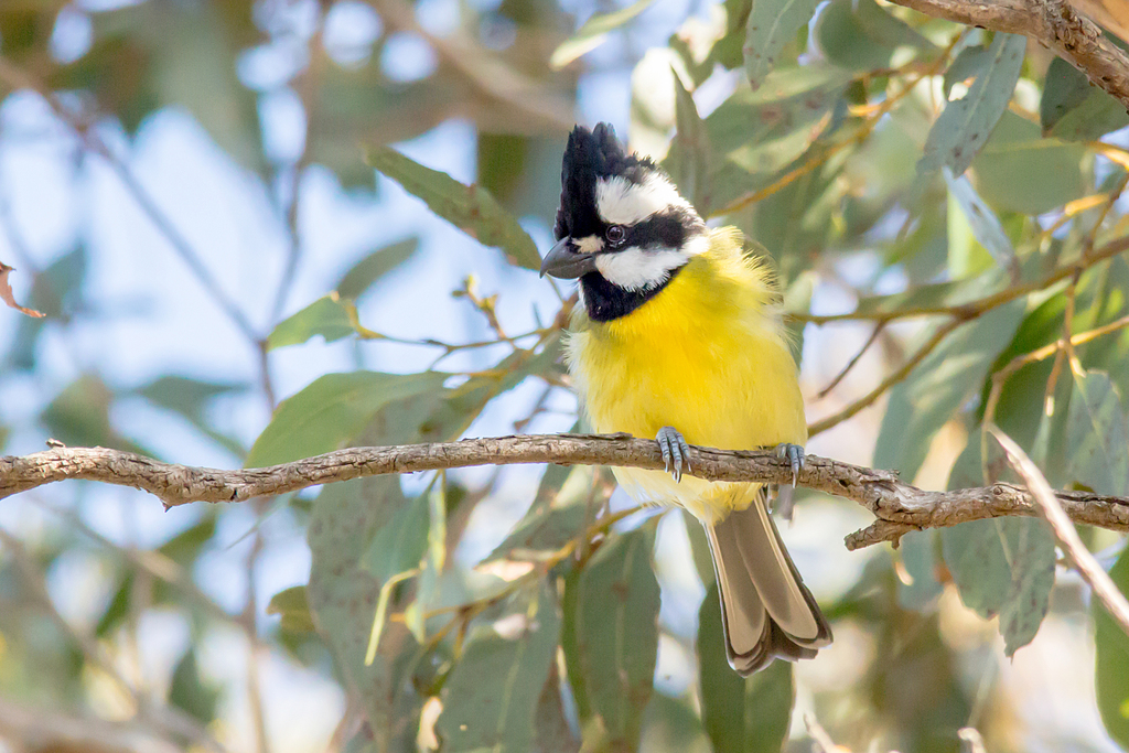 Eastern Shriketit