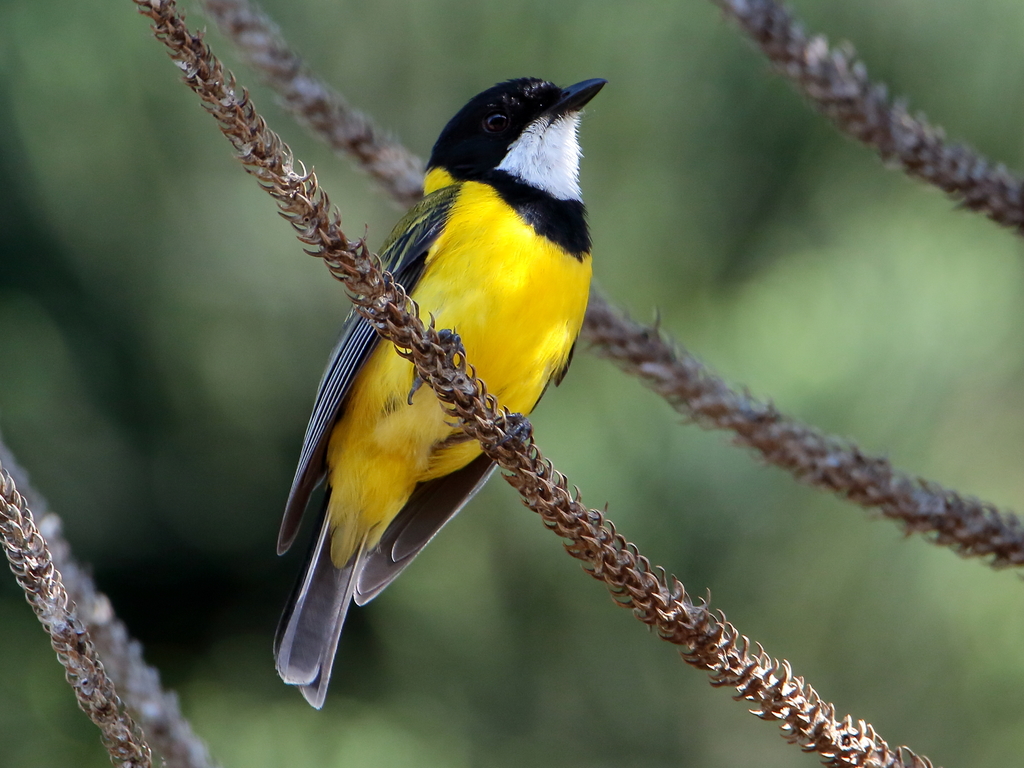 Australian Golden Whistler