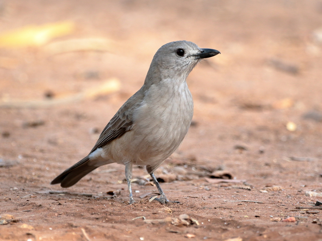 Grey Shrikethrush