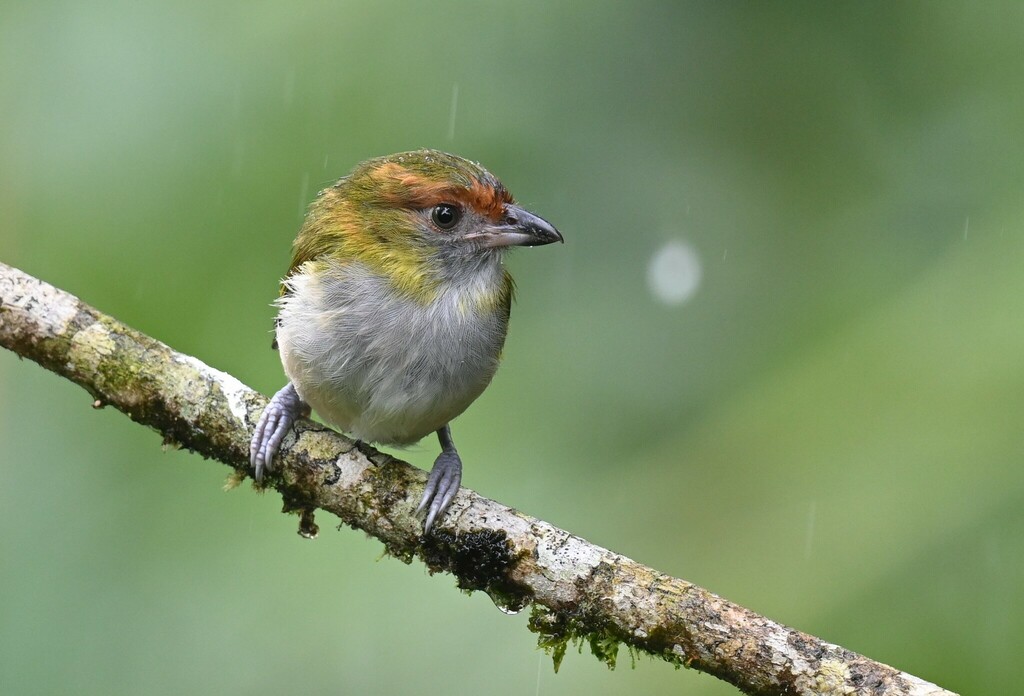 Black-billed Peppershrike
