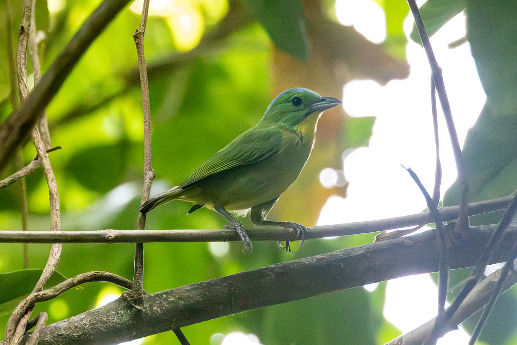 Green Shrike-Vireo