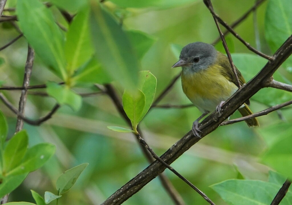 Ashy-headed Greenlet