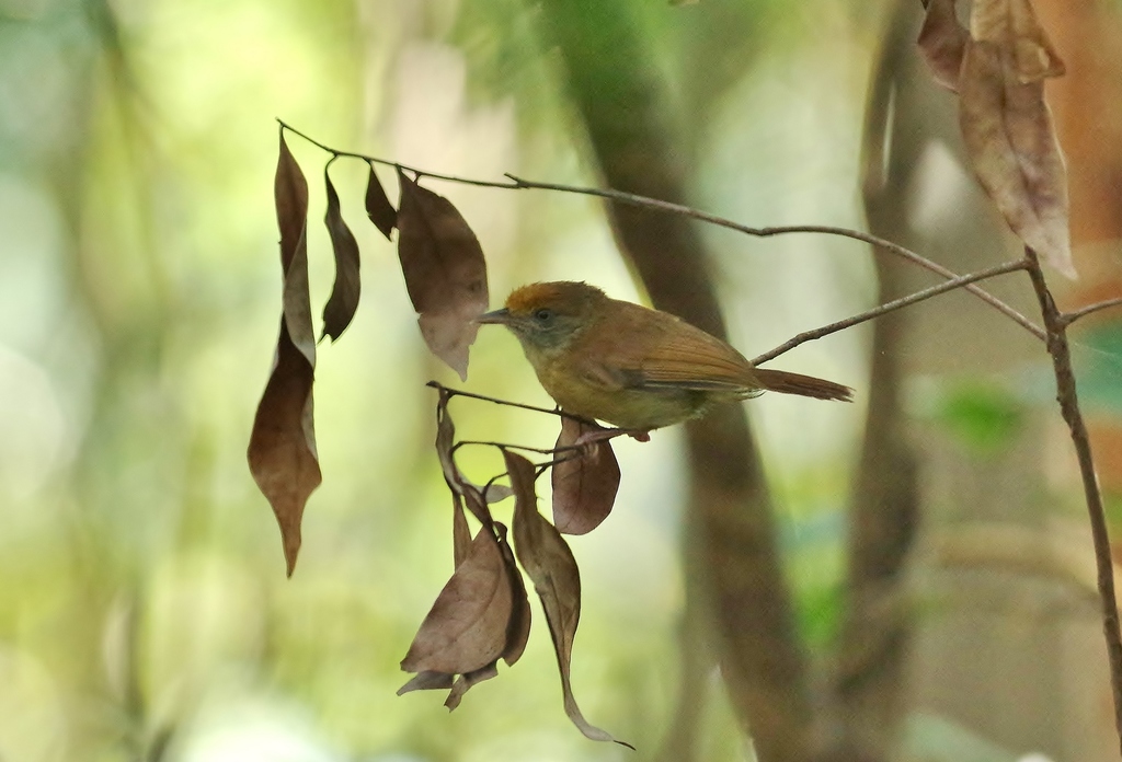 Ochre-crowned Greenlet