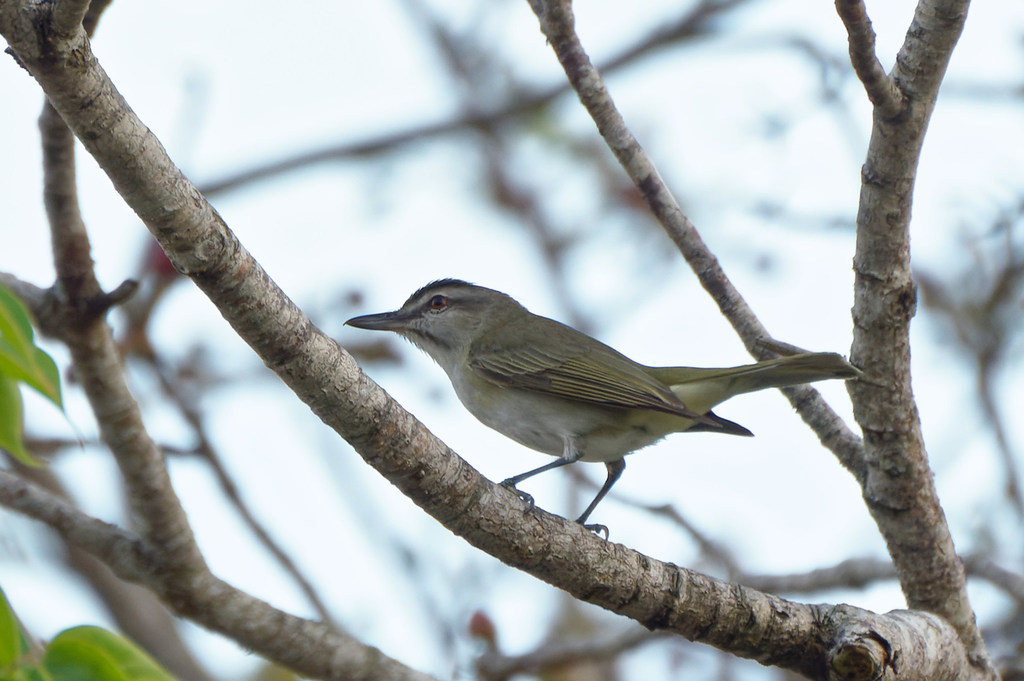 Black-whiskered Vireo
