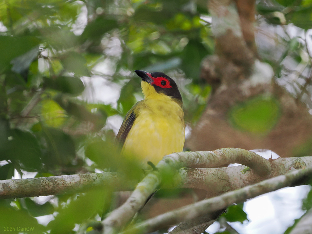 Australasian Figbird