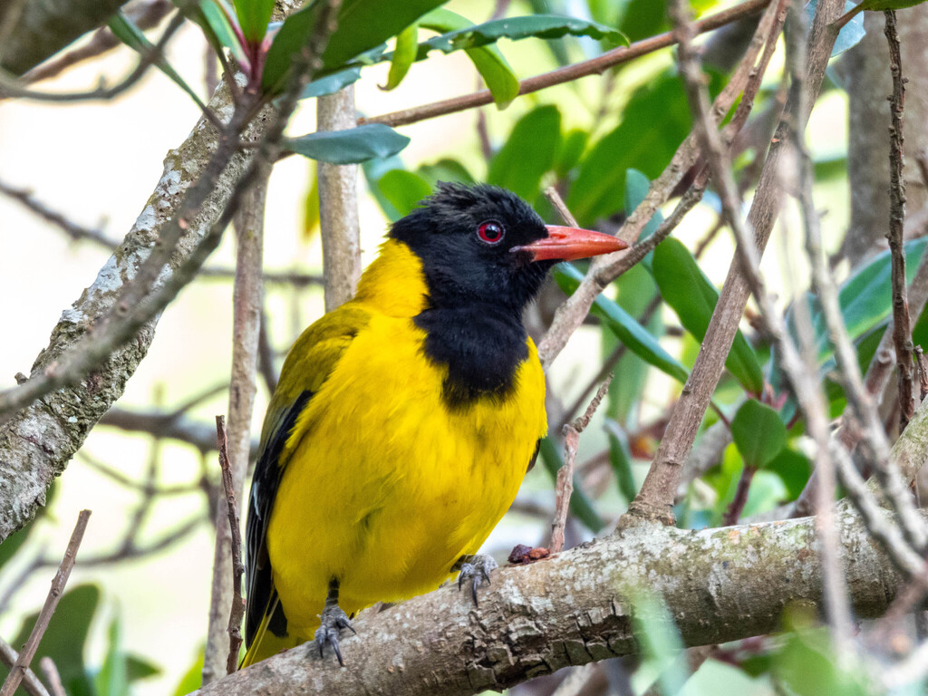Black-headed Oriole