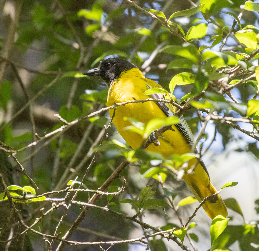Ethiopian Oriole