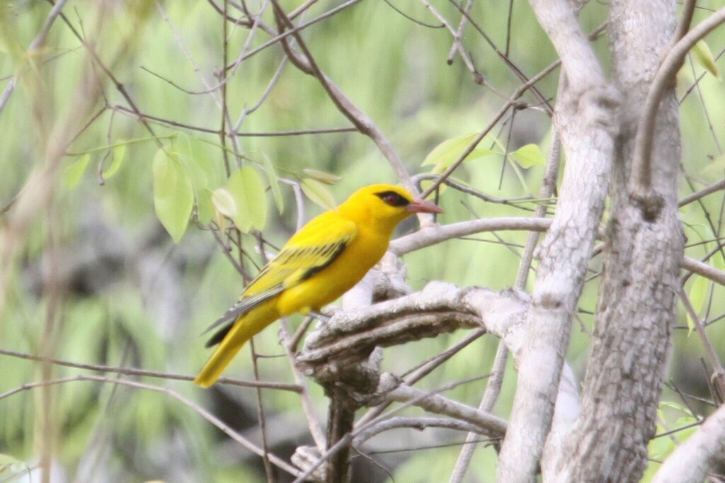 Oropéndola africana