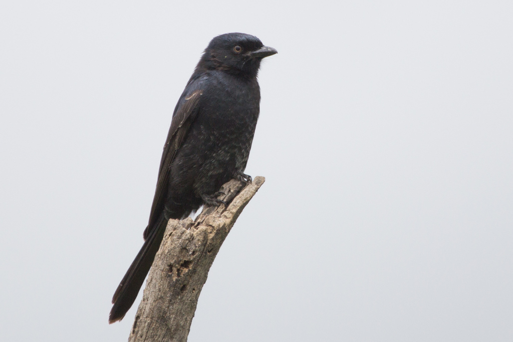 Fork-tailed Drongo