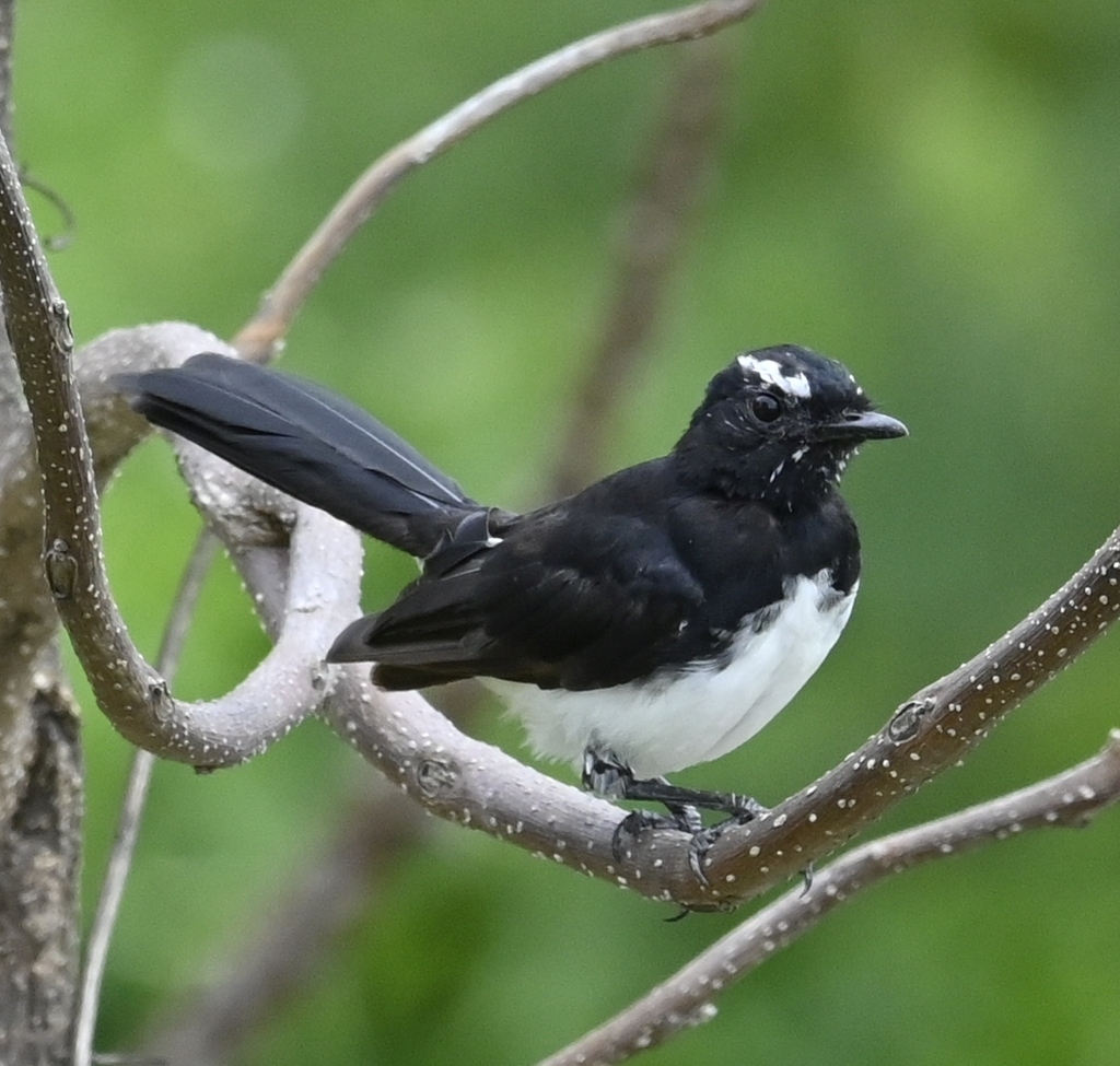 Willie Wagtail