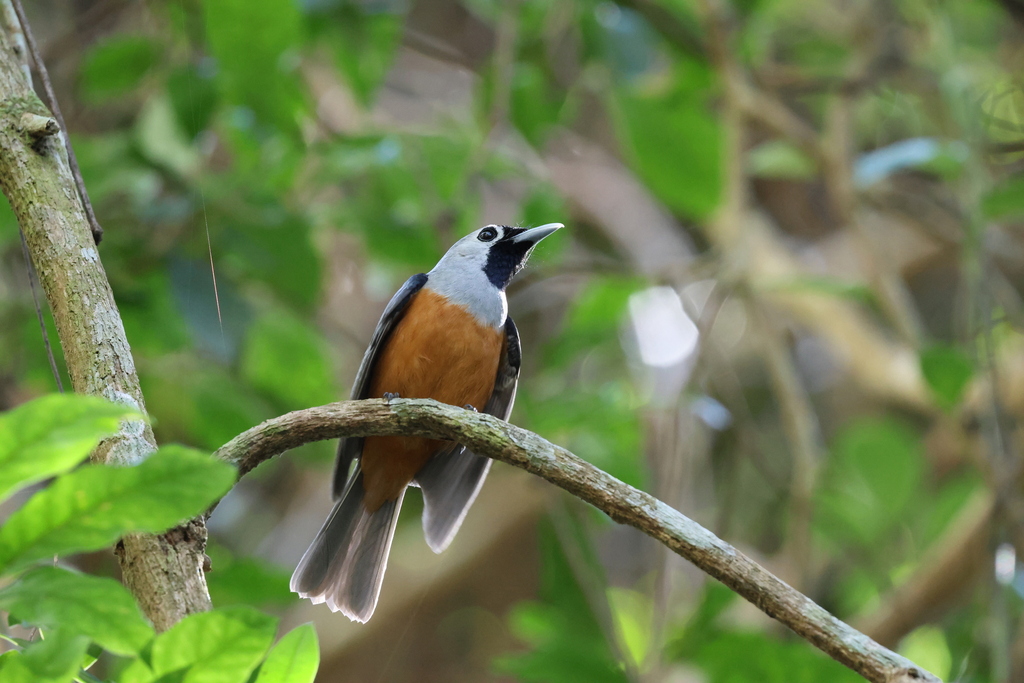 Black-faced Monarch