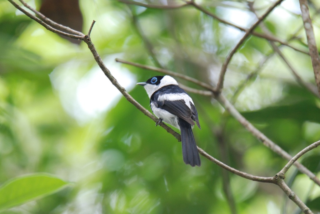 Pied Monarch