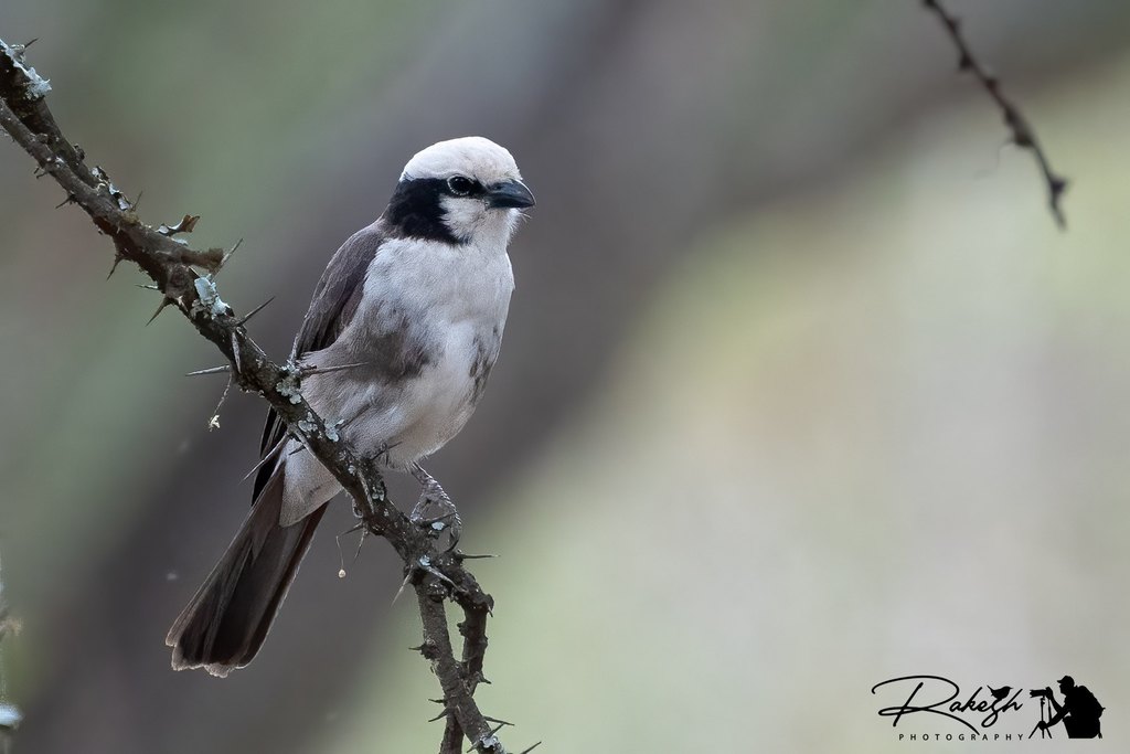 Northern White-crowned Shrike