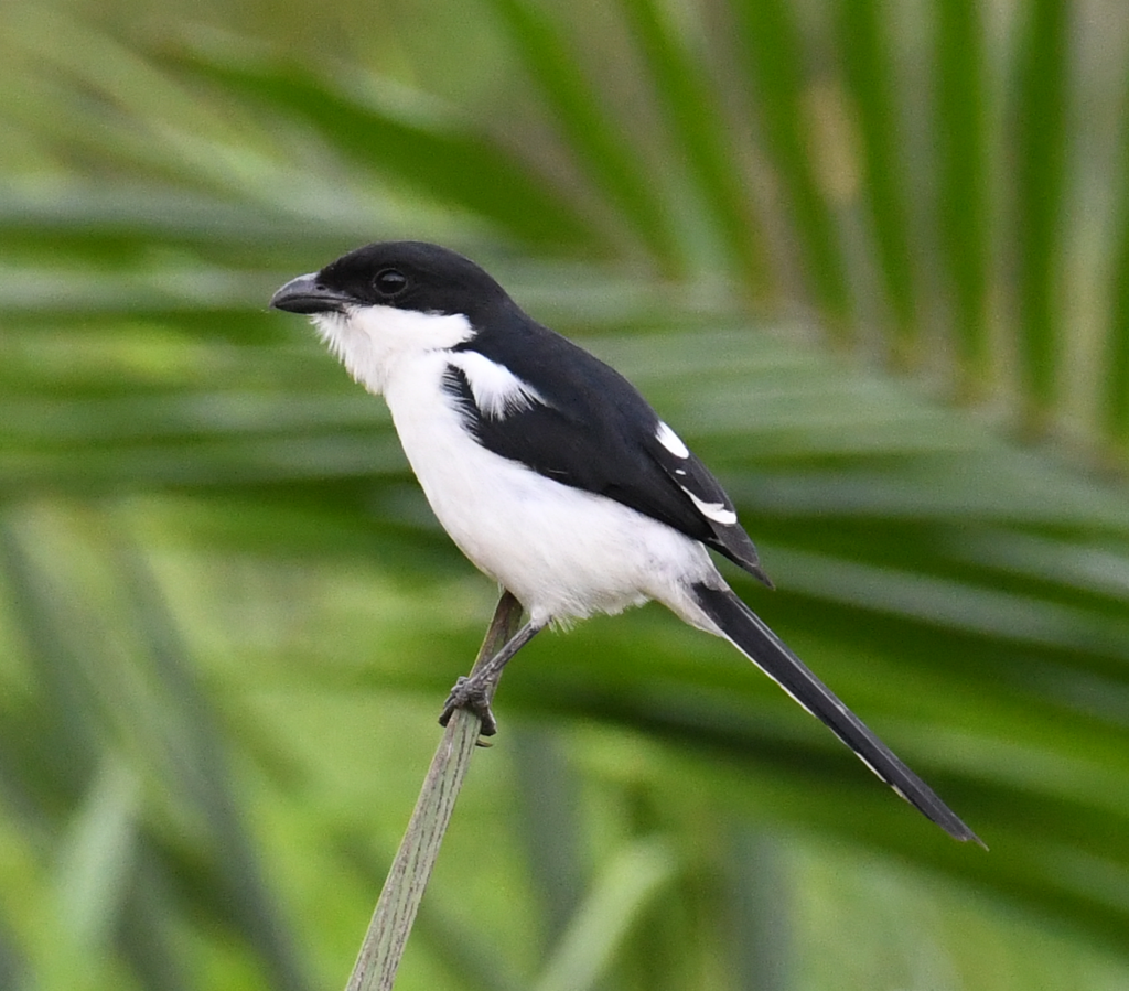 Northern Fiscal