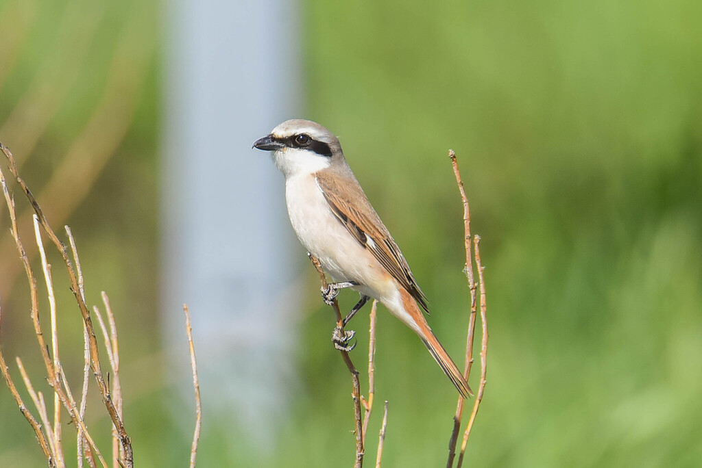 Red-tailed Shrike