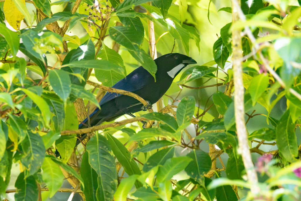 Silvery-throated Jay