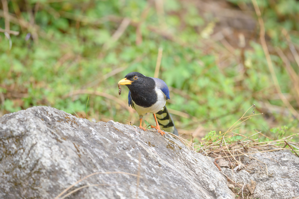 Yellow-billed Blue Magpie