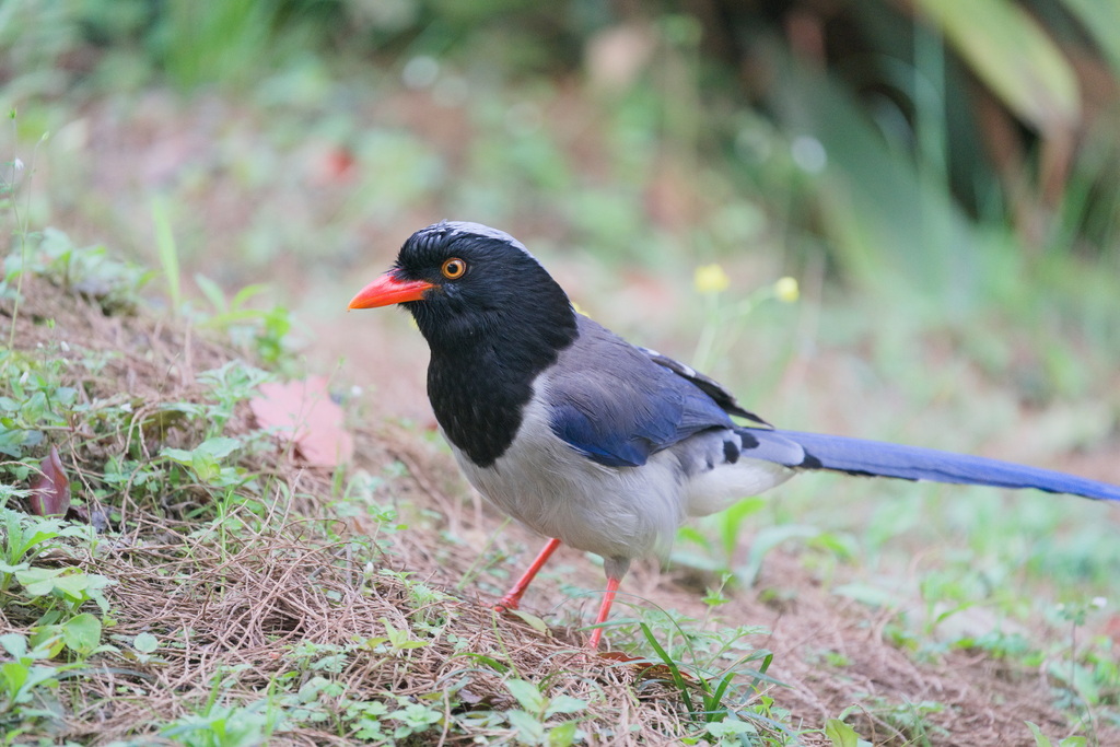 Red-billed Blue Magpie