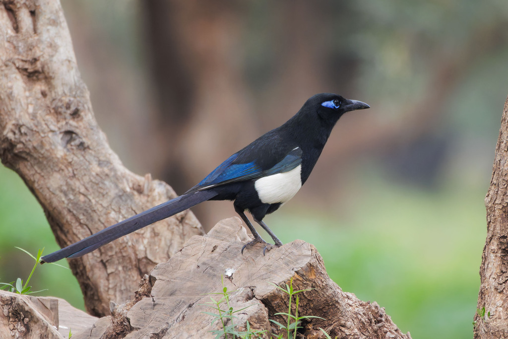 Maghreb Magpie