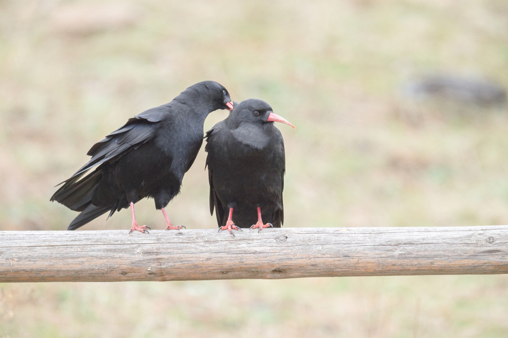 Red-billed Chough