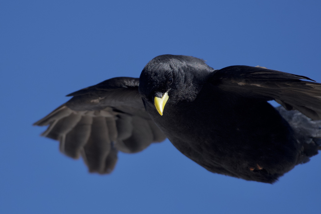 Alpine Chough