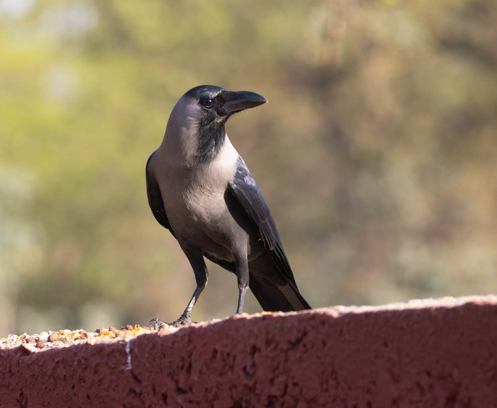House Crow