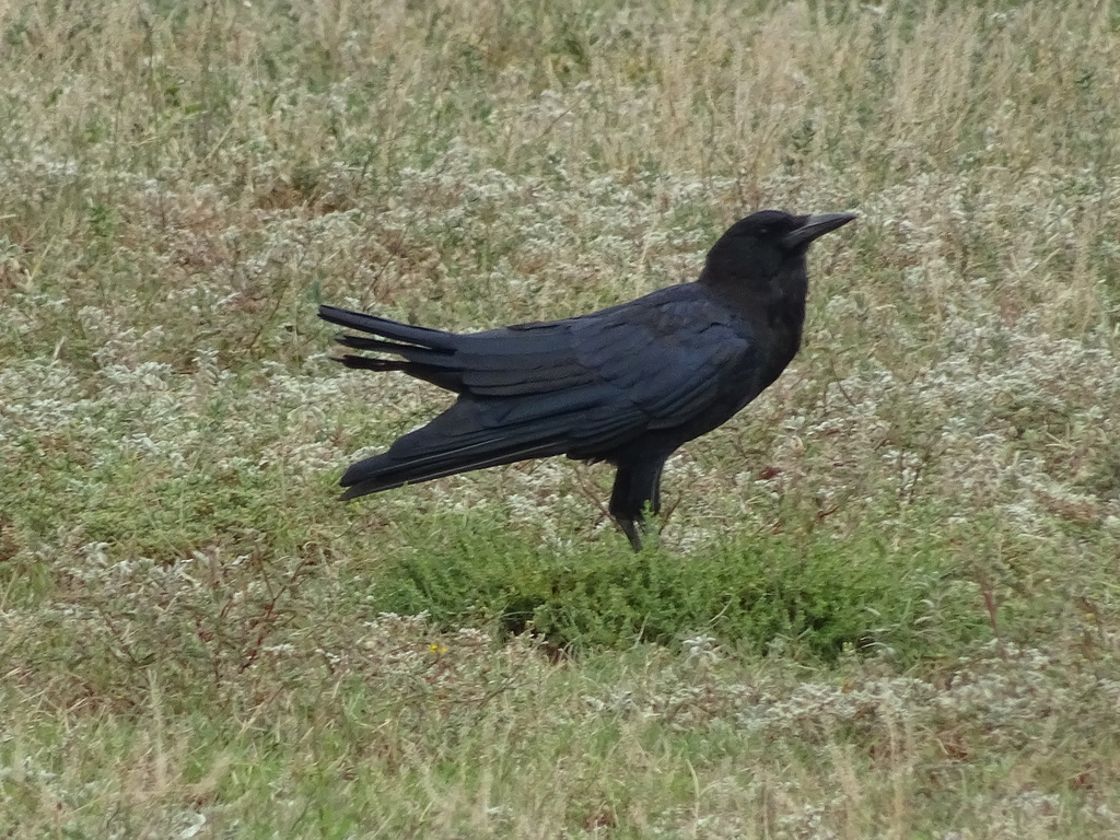 Cape Crow