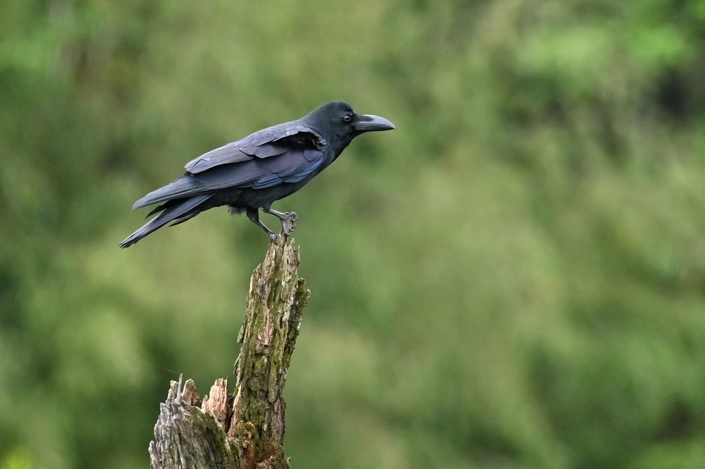 Large-billed Crow