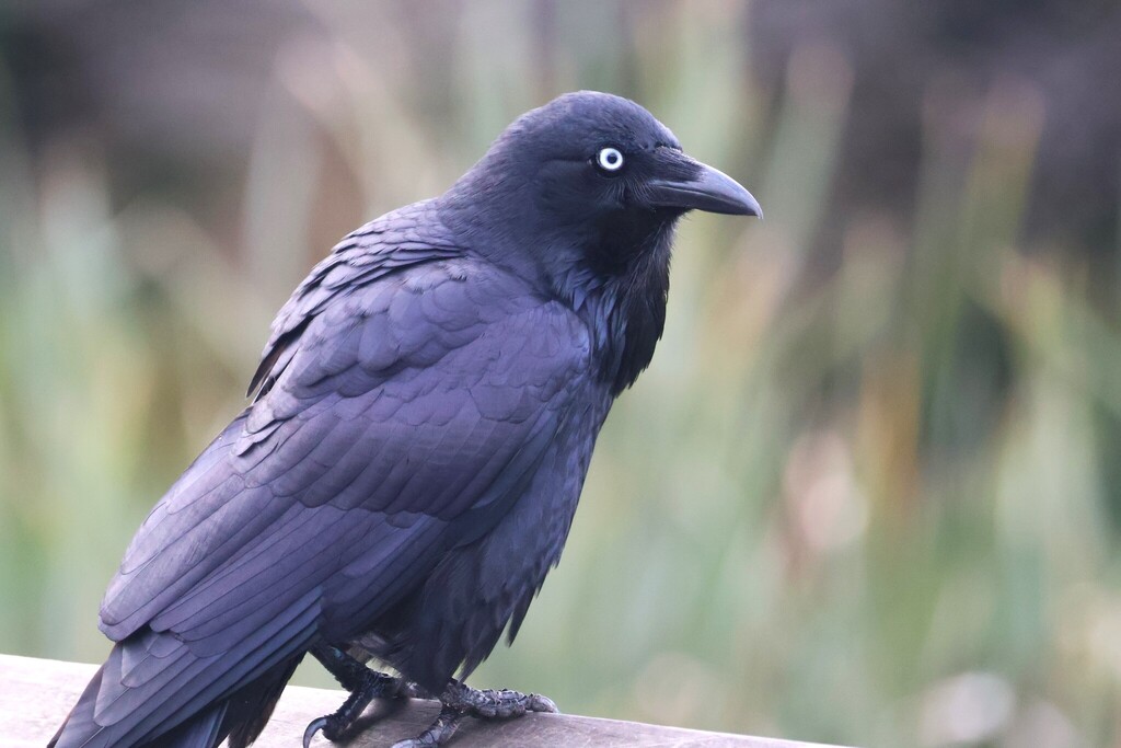 Australian Raven
